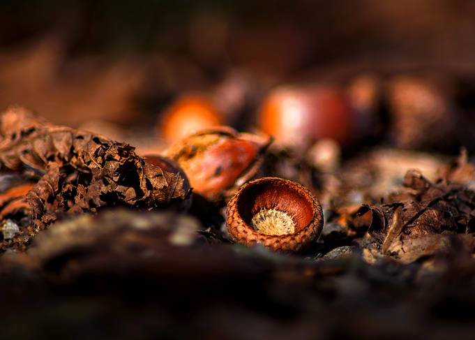 Autumn impressions