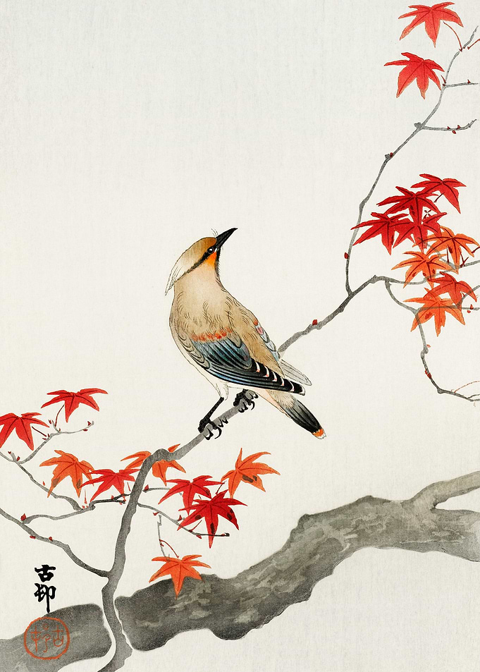 Bird on maple tree woodcut