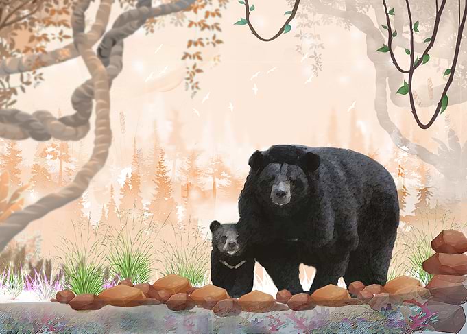 the Aisan Black bear