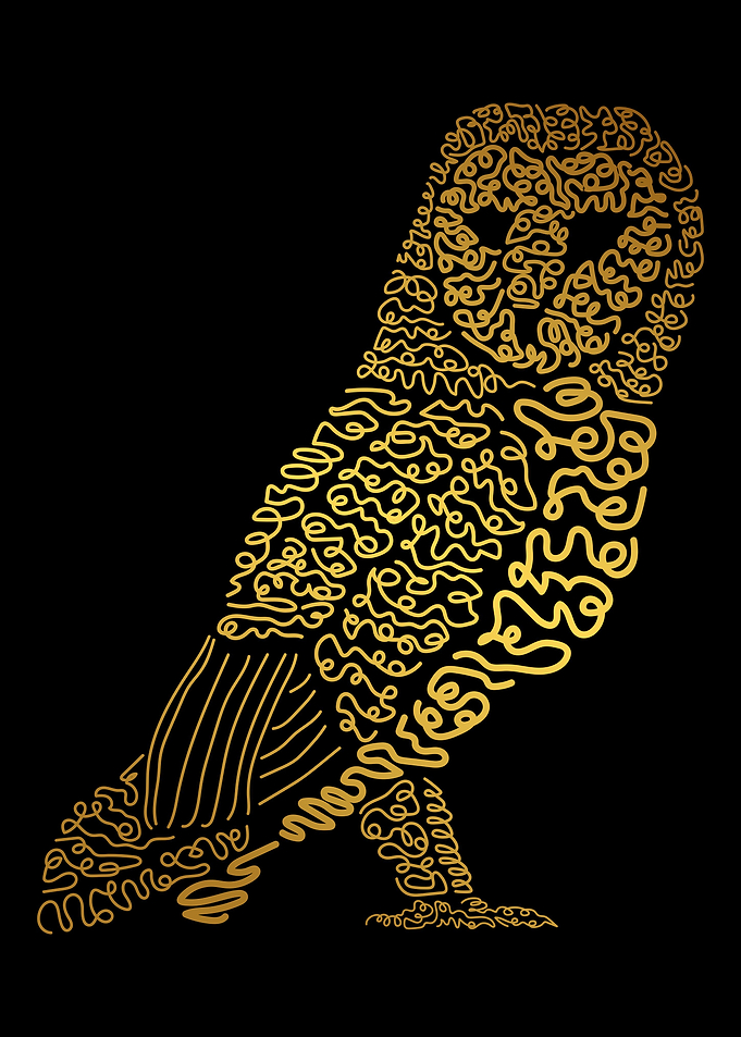 Owl bird in the dark