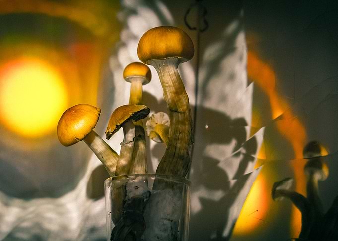 Mushrooms