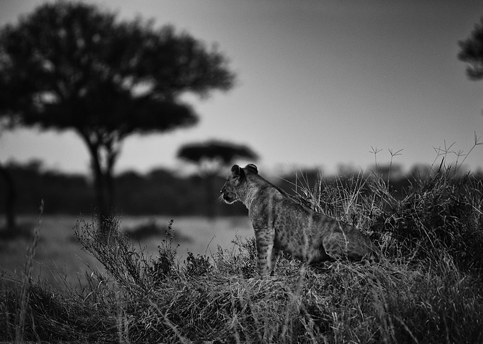 Lion King of Savannah