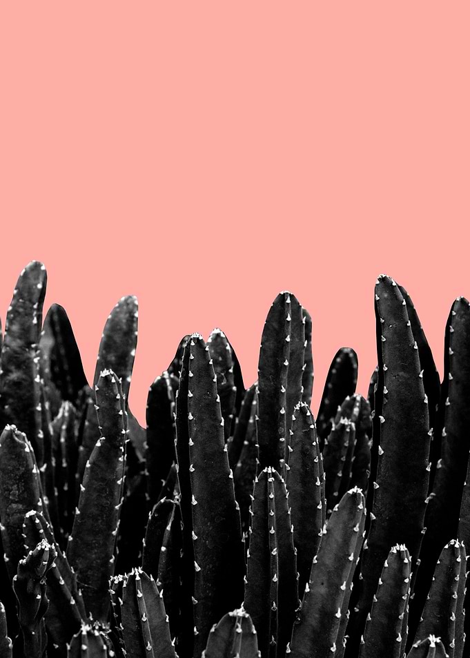Black Cacti Dream 2