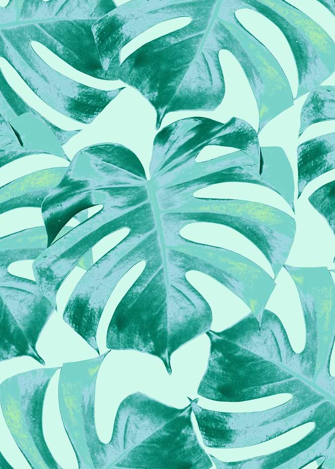 Tropical Monstera Leaves 4