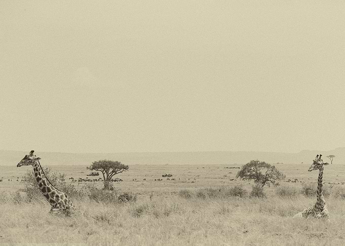 Two Giraffes