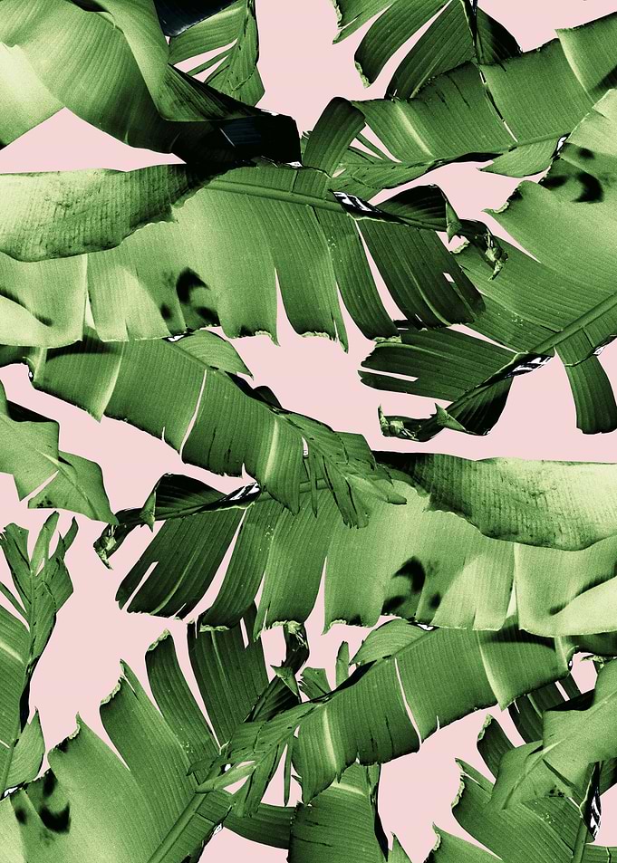 Blush Banana Leaves 8