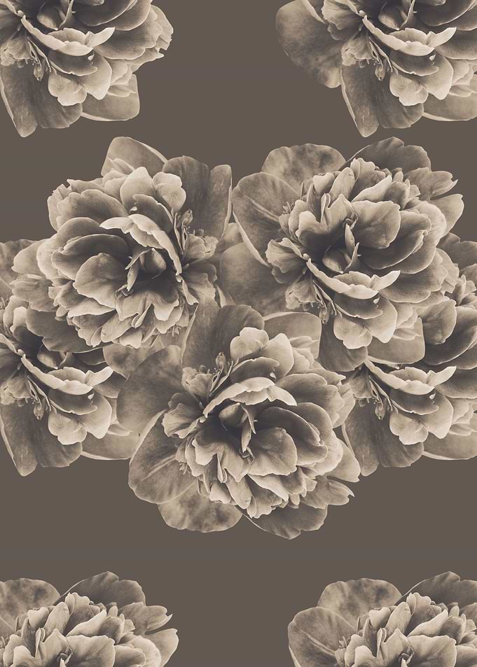 Sepia Peony Flower 1