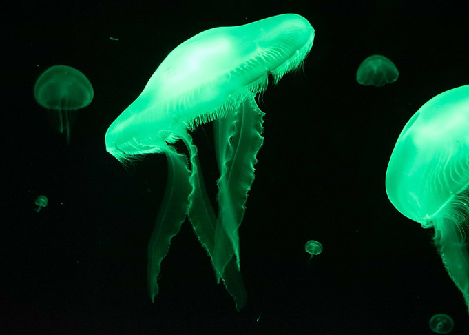 Jellyfish Green
