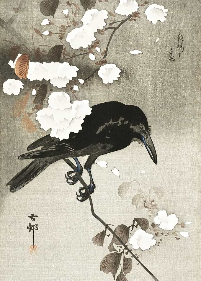 Crow on cherry tree print