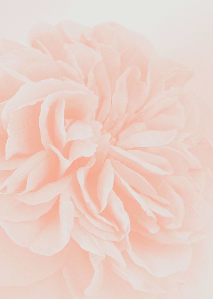 Light Peach Rose 3