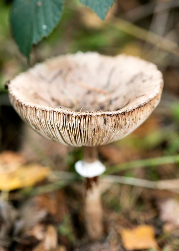 Wild mushroom macro prints