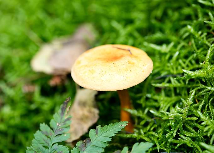 Wild mushroom macro prints