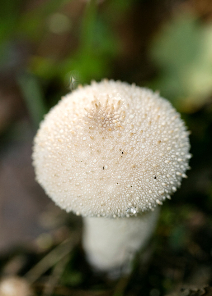 Wild mushroom macro prints
