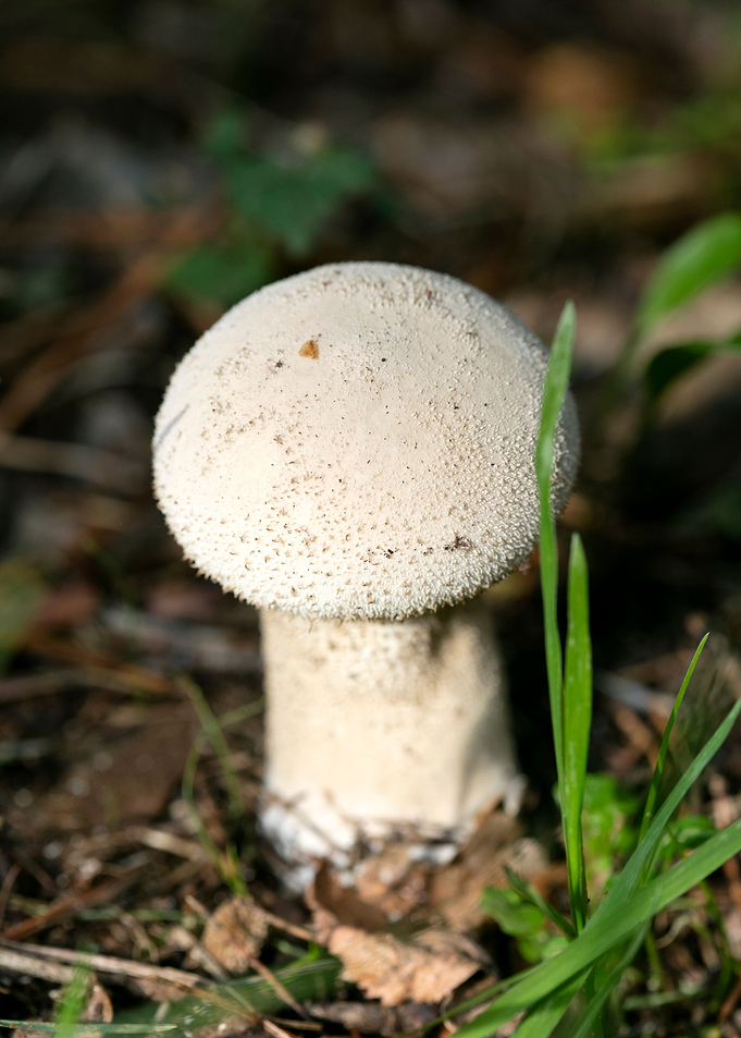 Wild mushroom macro prints