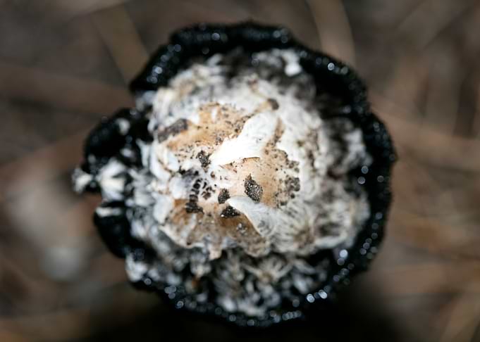 Wild mushroom macro prints