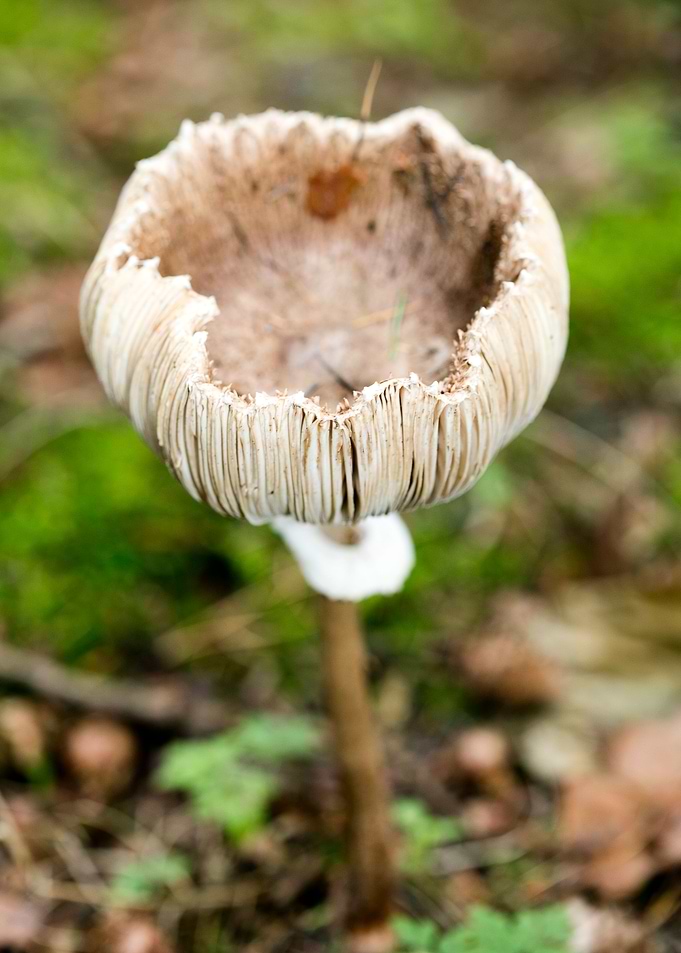 Wild mushroom macro prints
