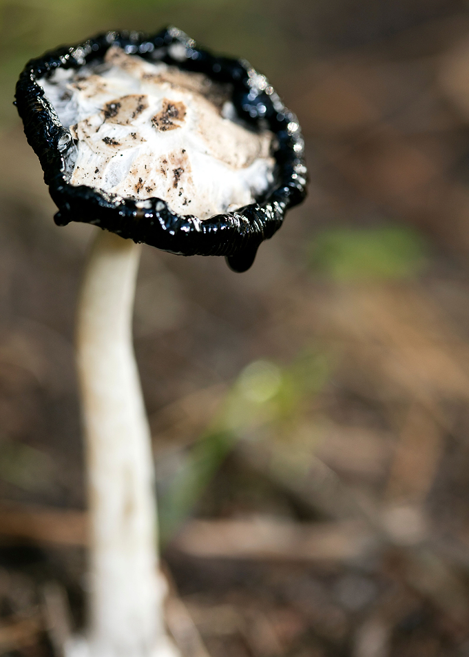Wild mushroom macro prints