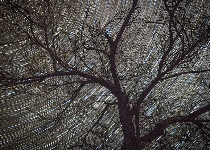 Star Trails Tree