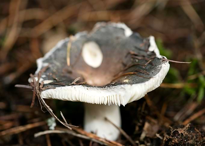 Wild mushroom macro prints