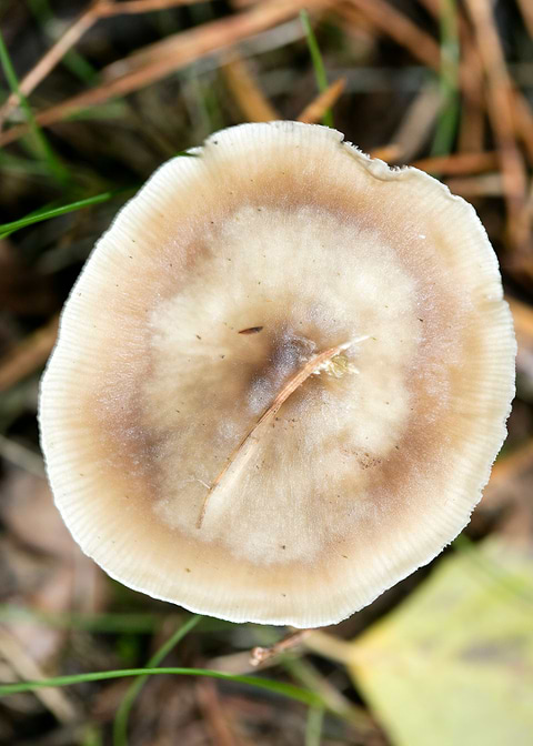 Wild mushroom macro prints