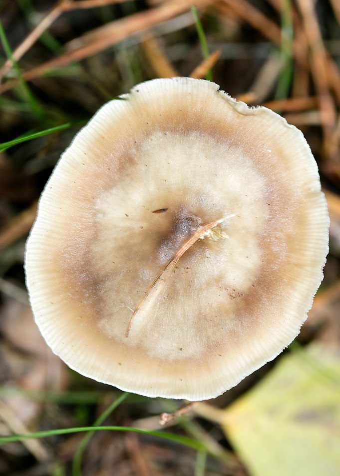 Wild mushroom macro prints