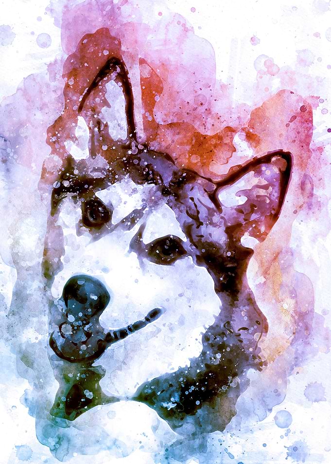 Tika ani our SiberianHusky