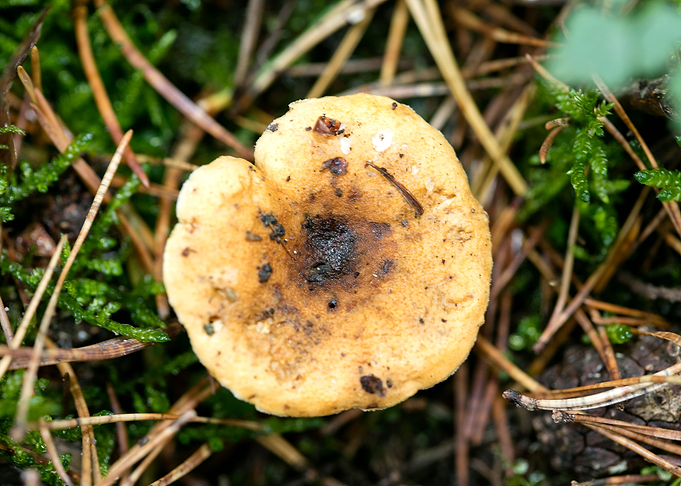 Wild mushroom macro prints