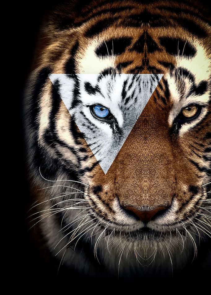 angry tiger art poster