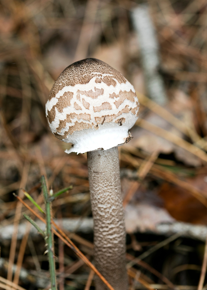 Wild mushroom macro prints