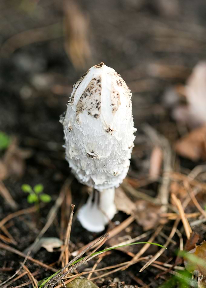 Wild mushroom macro prints