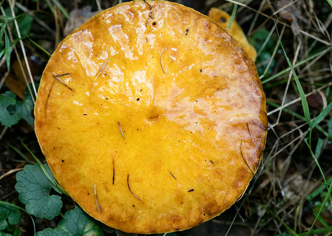 Wild mushroom macro prints