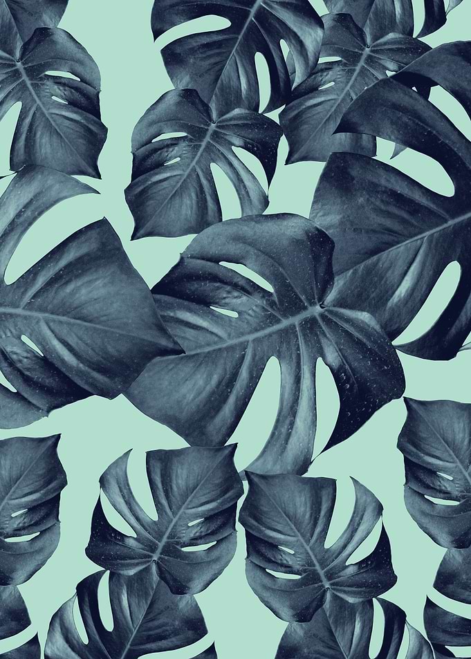 Monstera Leaves 10