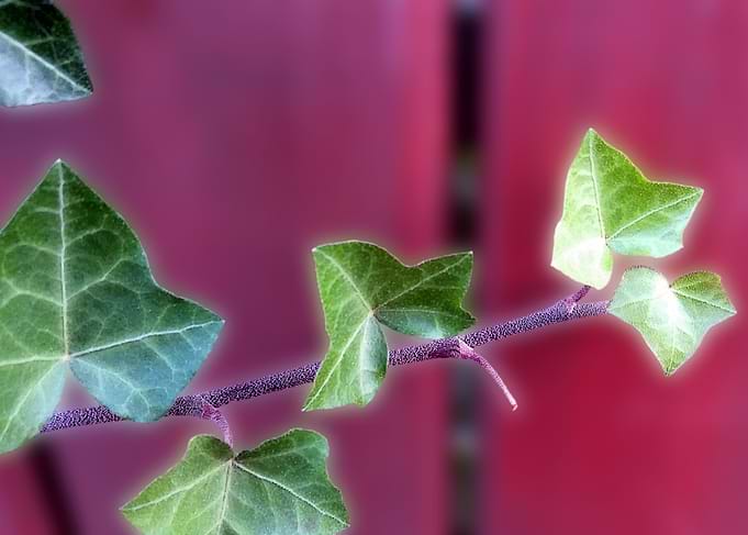 Ivy leaves