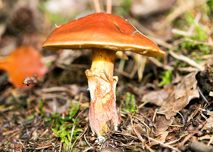 Wild mushroom macro prints
