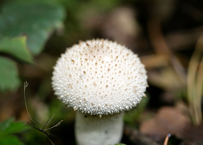 Wild mushroom macro prints