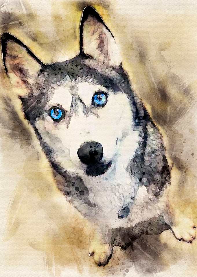Tika ani our SiberianHusky