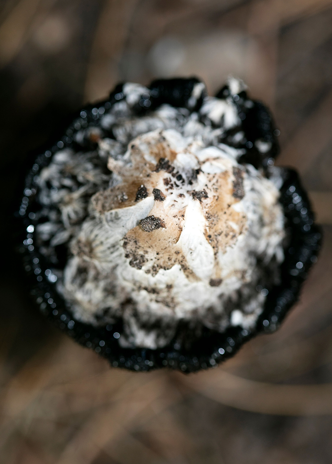 Wild mushroom macro prints