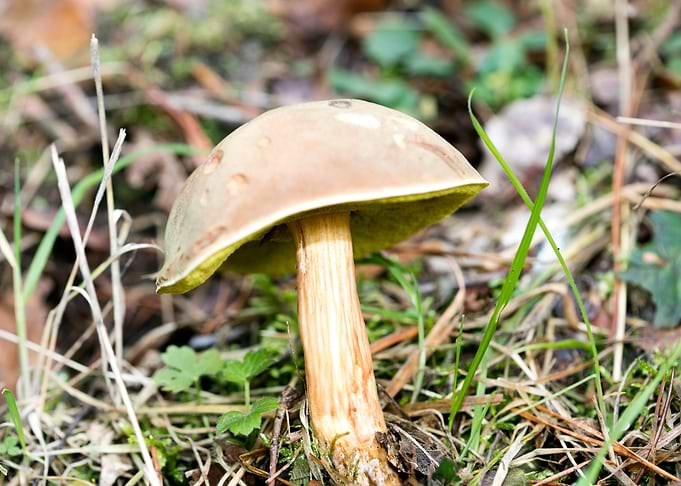 Wild mushroom macro prints