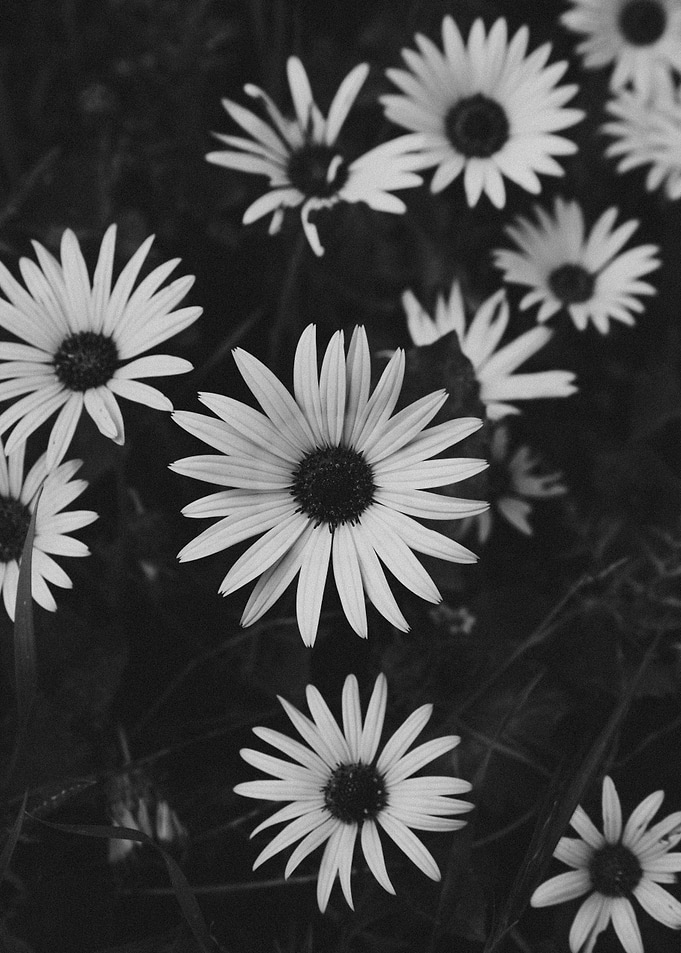 The Petals