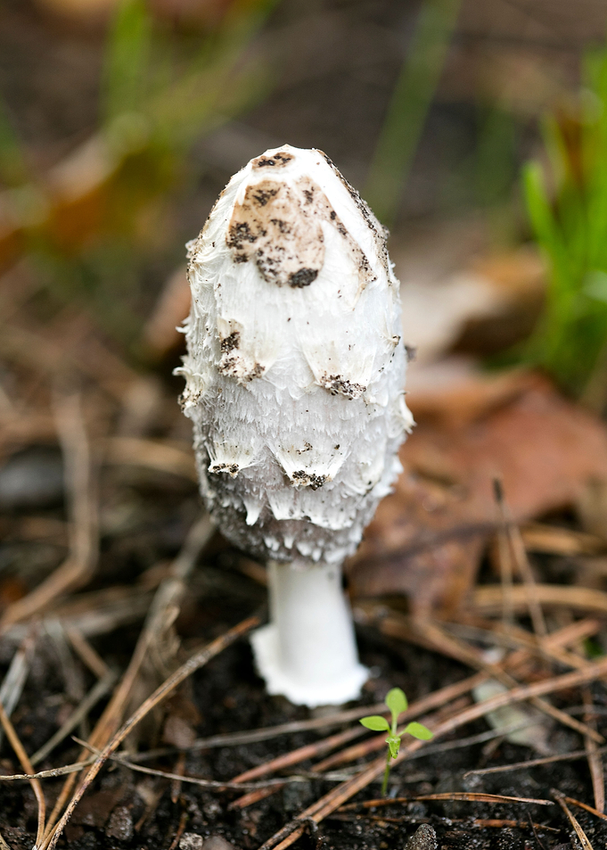 Wild mushroom macro prints