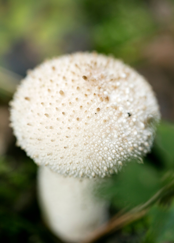 Wild mushroom macro prints