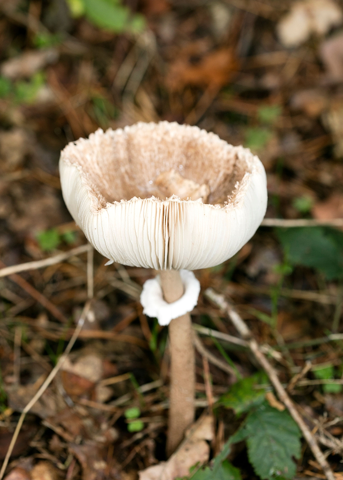 Wild mushroom macro prints