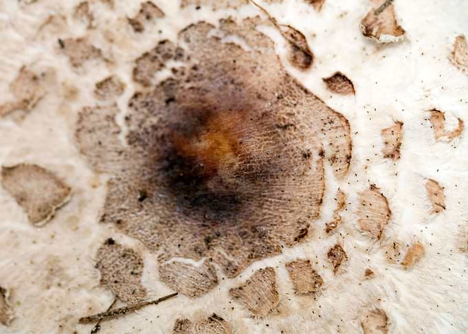 Wild mushroom macro prints