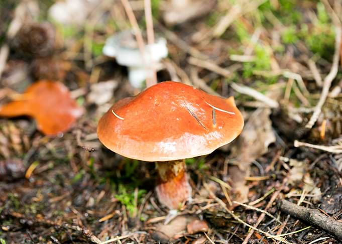 Wild mushroom macro prints