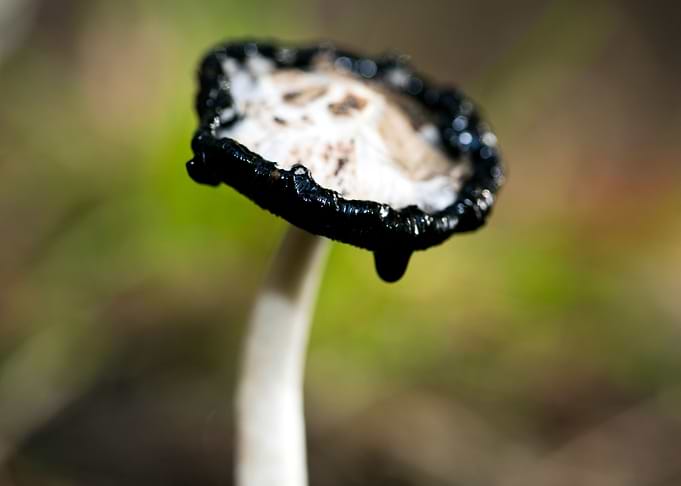 Wild mushroom macro prints