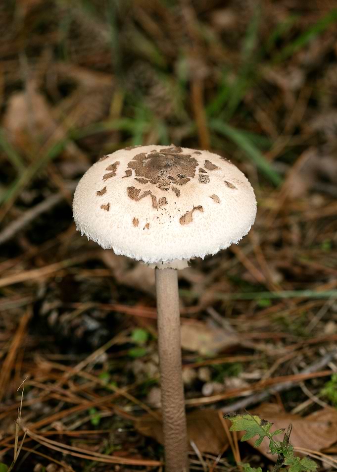 Wild mushroom macro prints