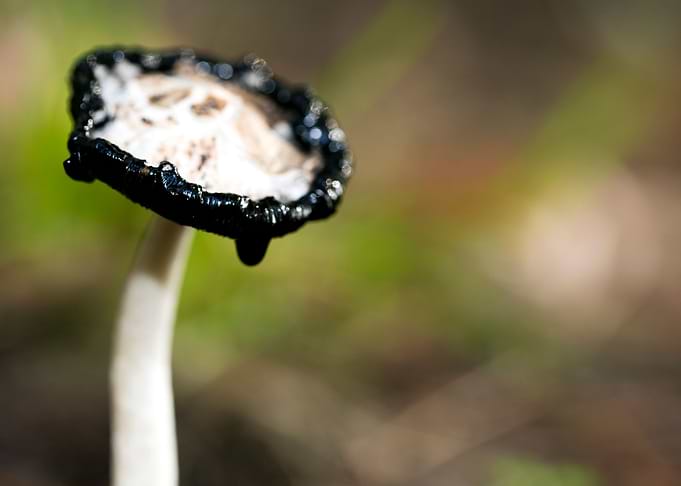 Wild mushroom macro prints