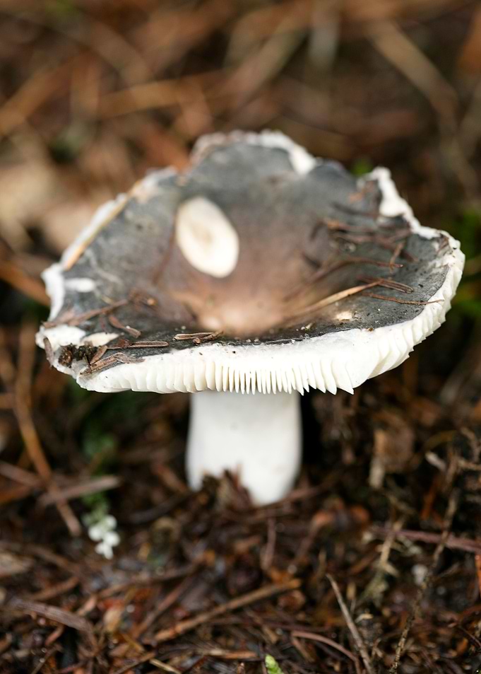 Wild mushroom macro prints