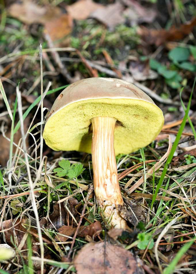 Wild mushroom macro prints