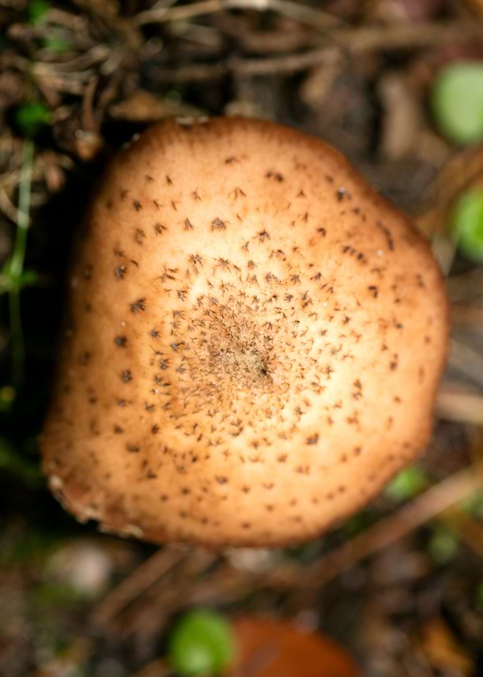 Wild mushroom macro prints